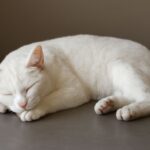 A sleeping cat and a sleeping cat statue