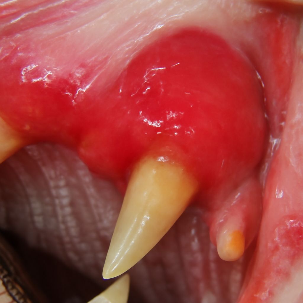 Stomatitis Cats: Understanding Lethargy and Nutrition